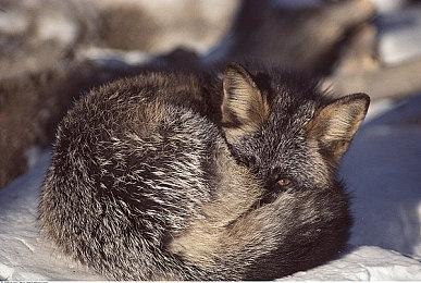 《仁王3》新预告视频 忍者风格玩法介绍！